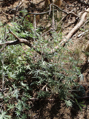 Lupinus leucophyllus