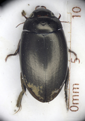 Agabus bipustulatus