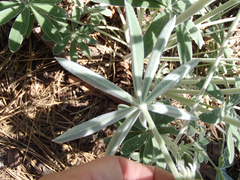 Lupinus leucophyllus