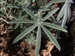 Lupinus leucophyllus
