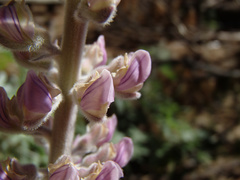 Lupinus leucophyllus