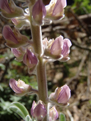 Lupinus leucophyllus