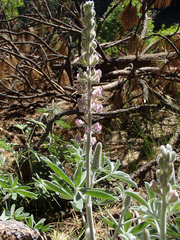 Lupinus leucophyllus