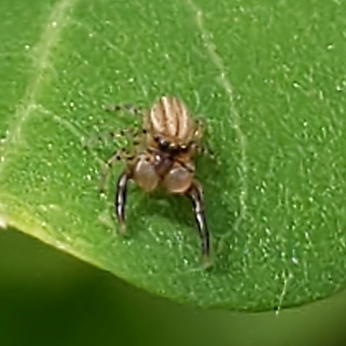 Four-lined Slender Jumping Spider photo 3