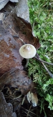 Fungi