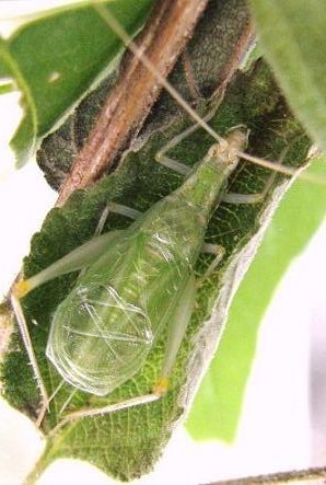 Baker's Tree Cricket