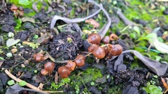 Basidiomycota