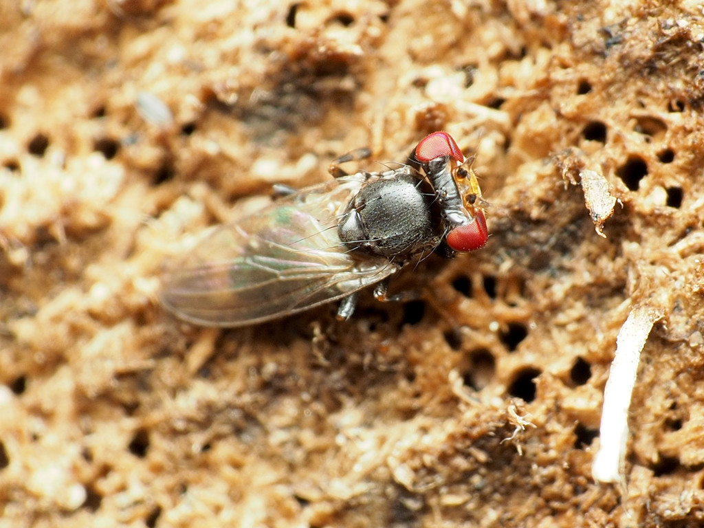 Periscelis wheeleri