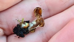 Basidiomycota