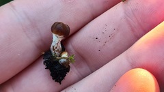 Basidiomycota