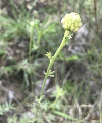 Dalea aurea