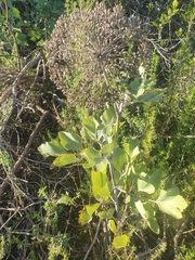 Notobubon galbanum