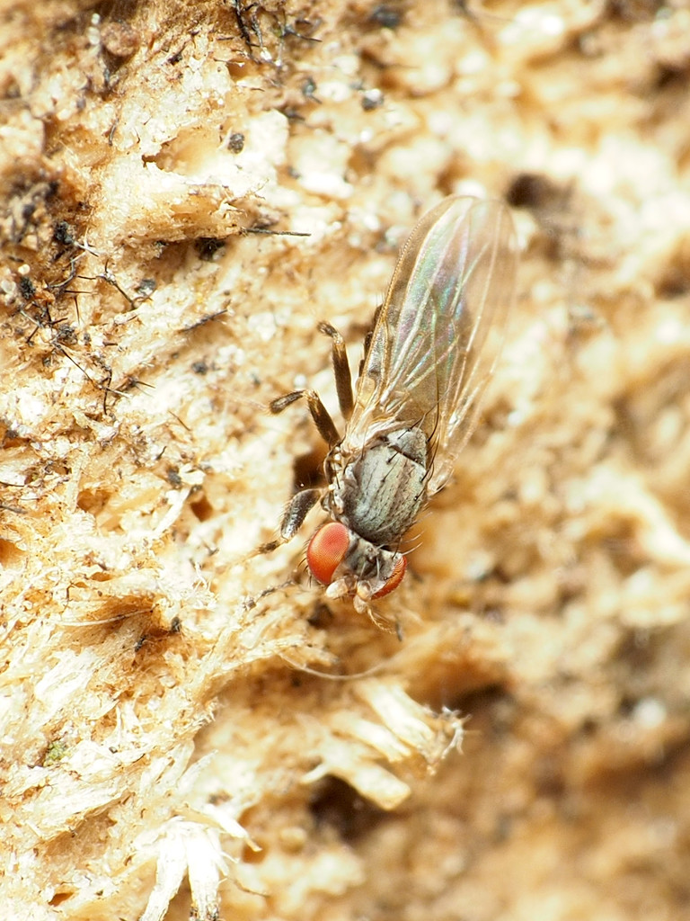 Periscelis flinti
