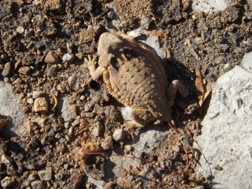 Mexican Horned Lizard