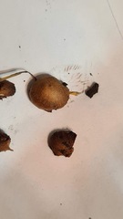 Basidiomycota
