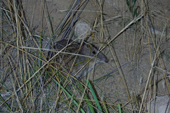 Potorous tridactylus