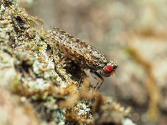 Traginops irroratus