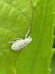 Eugnathus distinctus