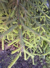 Picea obovata