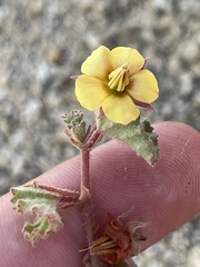 Hermannia palmeri