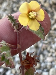 Hermannia palmeri
