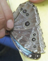 Morpho helenor narcissus