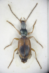 Anchomenus dorsalis