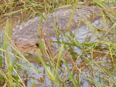 Caiman crocodilus crocodilus