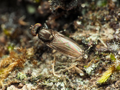 Aulacigaster mcalpinei