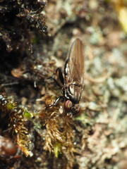 Aulacigaster neoleucopeza