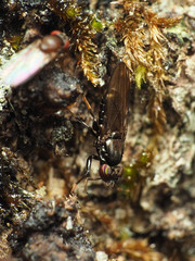 Aulacigaster neoleucopeza