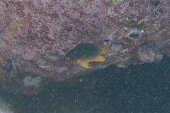 Plectroglyphidodon gascoynei