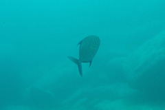 Ferdauia orthogrammus