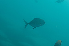 Ferdauia orthogrammus