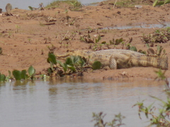 Caiman crocodilus crocodilus