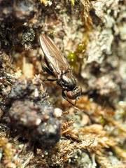 Aulacigaster neoleucopeza