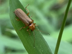 Lycocerus insulsus