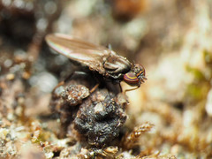 Aulacigaster neoleucopeza