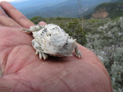 Phrynosoma braconnieri