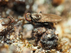 Aulacigaster neoleucopeza