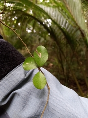 Streblus heterophyllus