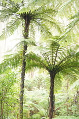 Cyathea cunninghamii