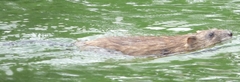 Ondatra zibethicus