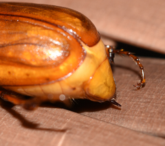 Phyllophaga ephilida