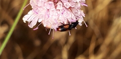 Divales bipustulatus