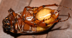 Phyllophaga ephilida