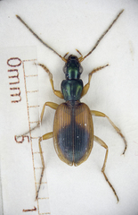 Anchomenus dorsalis