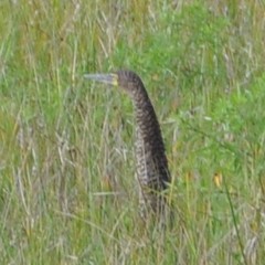 Tigrisoma