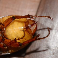 Phyllophaga ephilida