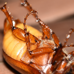 Phyllophaga ephilida